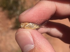 Beameria ansercollis