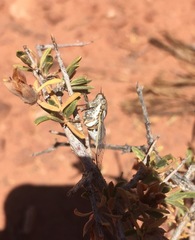 Beameria ansercollis