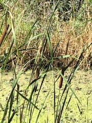 Typha angustifolia