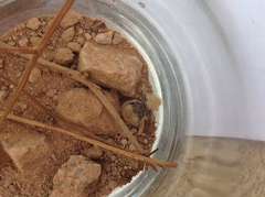 Dasymutilla eminentia