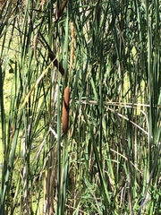 Typha angustifolia