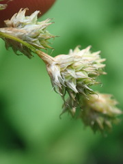 Carex argyrantha