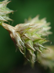 Carex argyrantha