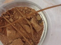 Dasymutilla eminentia