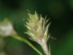 Carex argyrantha
