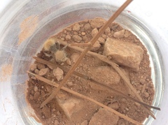 Dasymutilla eminentia