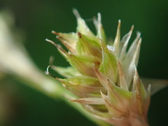 Carex argyrantha