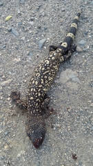 Heloderma horridum