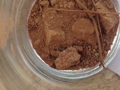 Dasymutilla eminentia