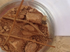 Dasymutilla eminentia