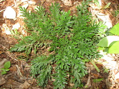 Selaginella convoluta