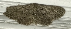 Idaea violacearia