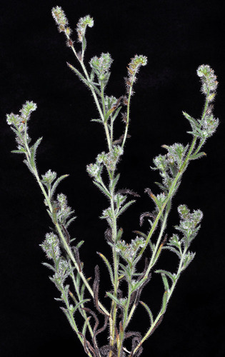 Cryptantha ambigua