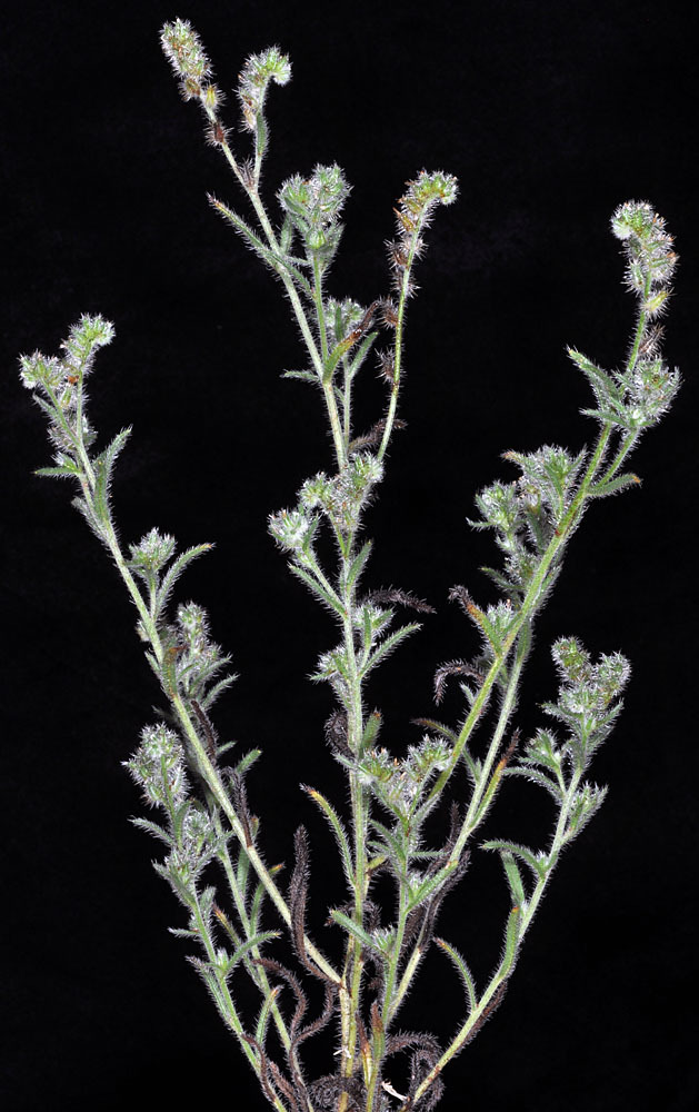 Cryptantha ambigua