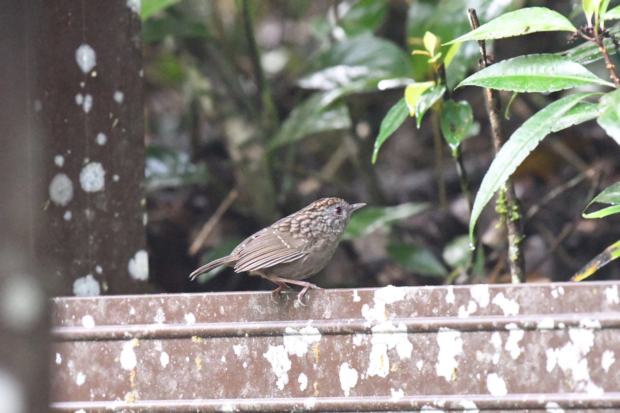 Streaked Wren-Babbler (Gypsophila brevicaudata)