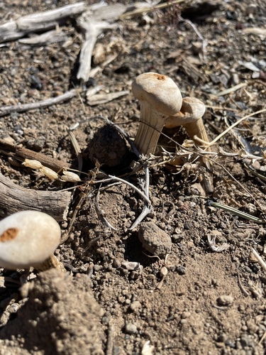 Chlamydopus meyenianus