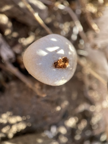 Chlamydopus meyenianus