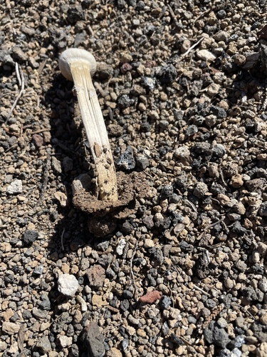 Chlamydopus meyenianus