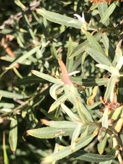 Salix exigua