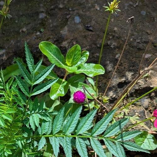 Image of Gomphrena globosa by (c) Nick Kleinschmidt, some rights reserved (CC BY)