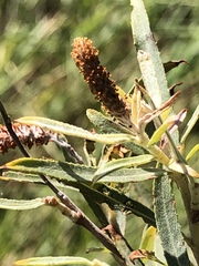 Salix exigua