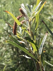 Salix exigua