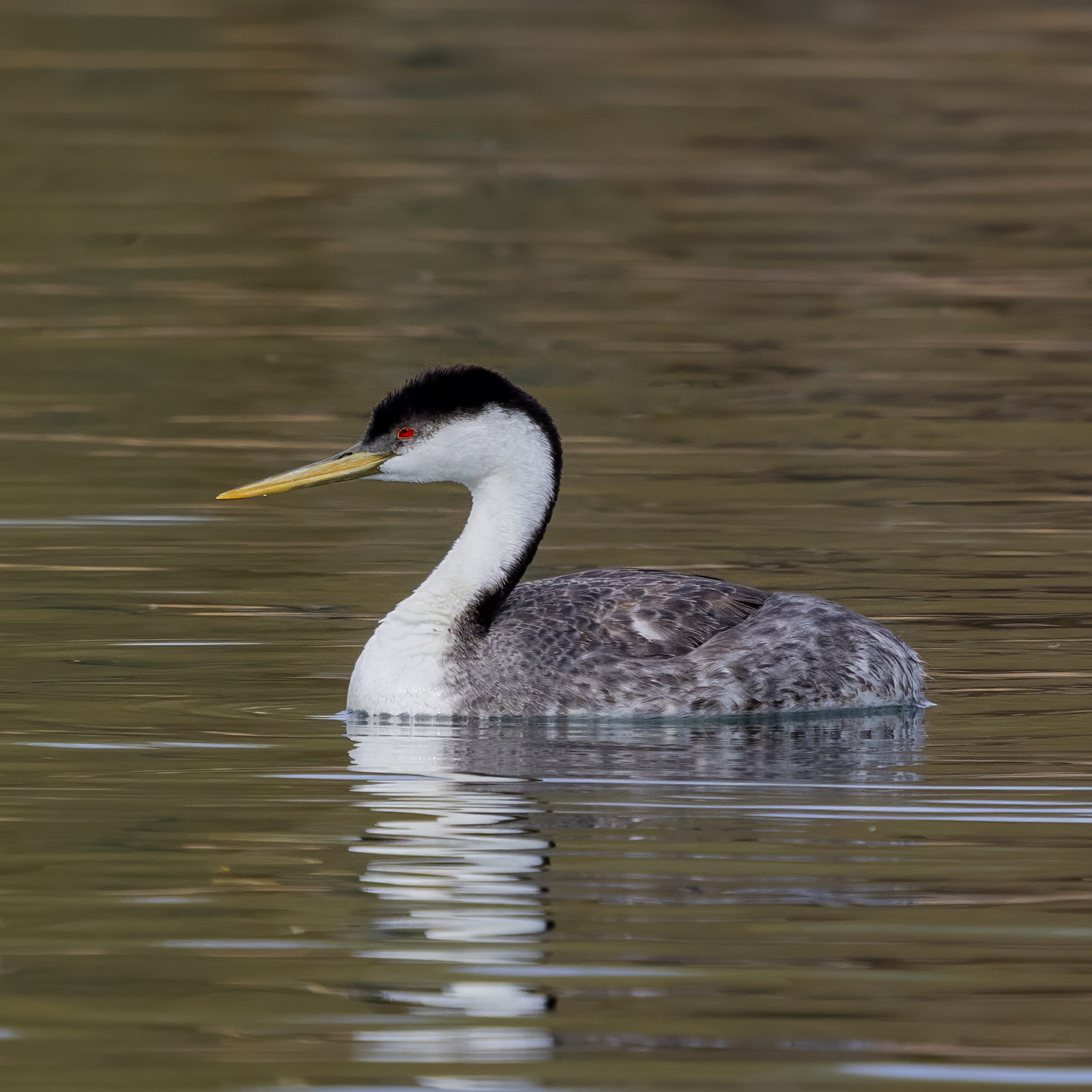 Western Grebe (Aechmophorus occidentalis)
