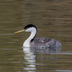 Western Grebe photo 1