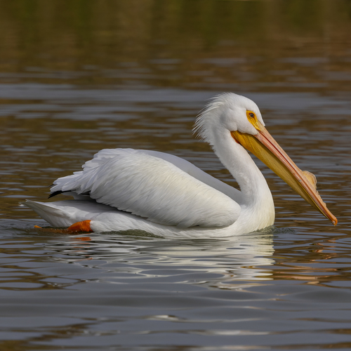 American White Pelican photographed in Arizona
