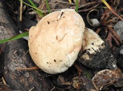 Calvatia lilacina