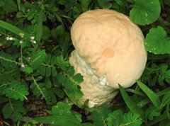 Calvatia lilacina