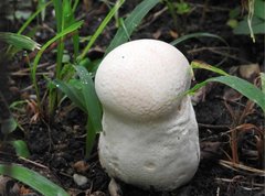 Calvatia lilacina