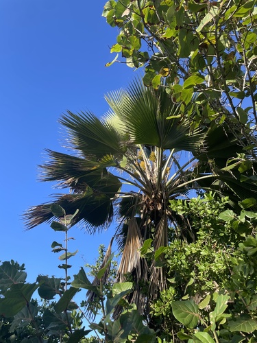Foto de Palmeira-fiji