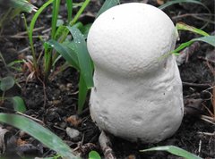 Calvatia lilacina