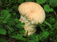 Calvatia lilacina