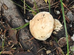 Calvatia lilacina