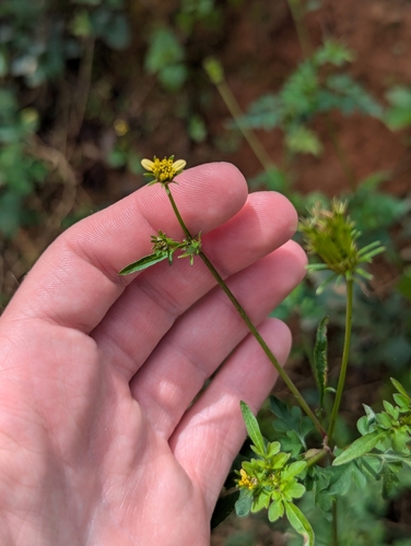 Foto de Picão-preto