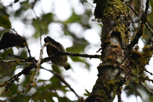Fire-breasted Flowerpecker (Dicaeum ignipectus), photo 5
