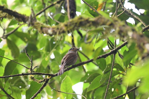 Grand Gobemouche (Niltava grandis)