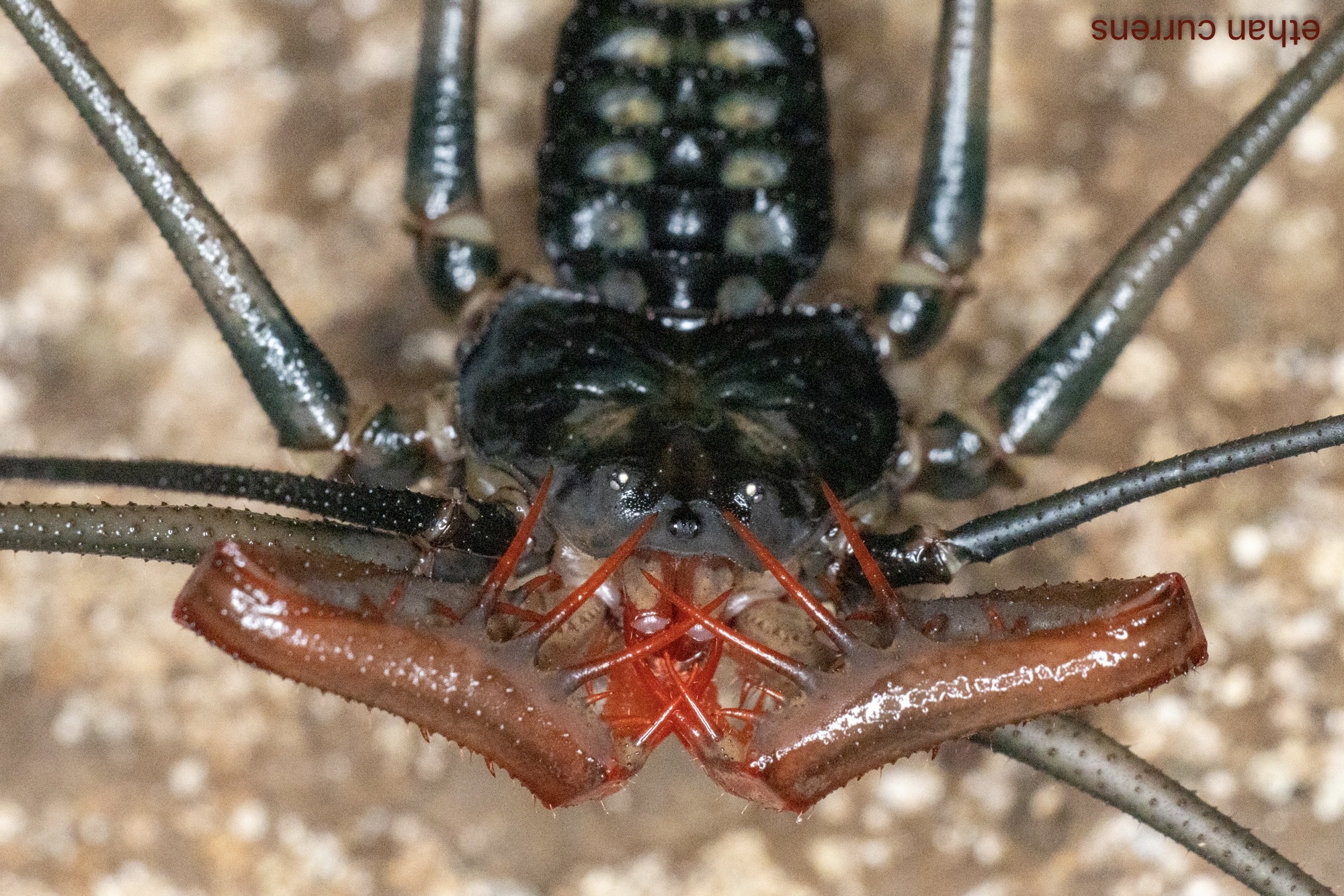 Heterophrynus batesii (Butler, 1873)