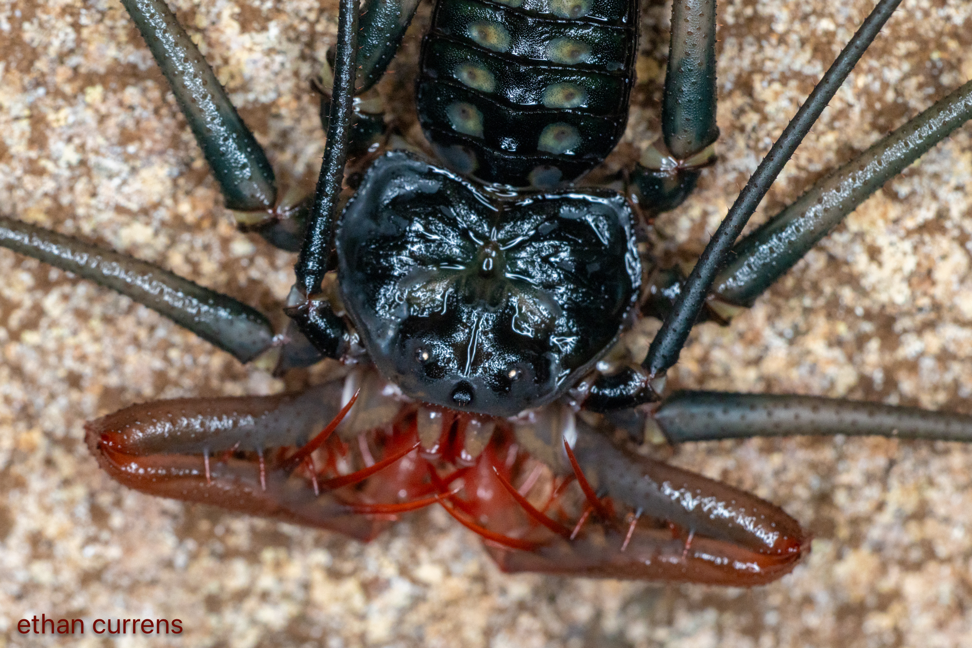 Heterophrynus batesii (Butler, 1873)