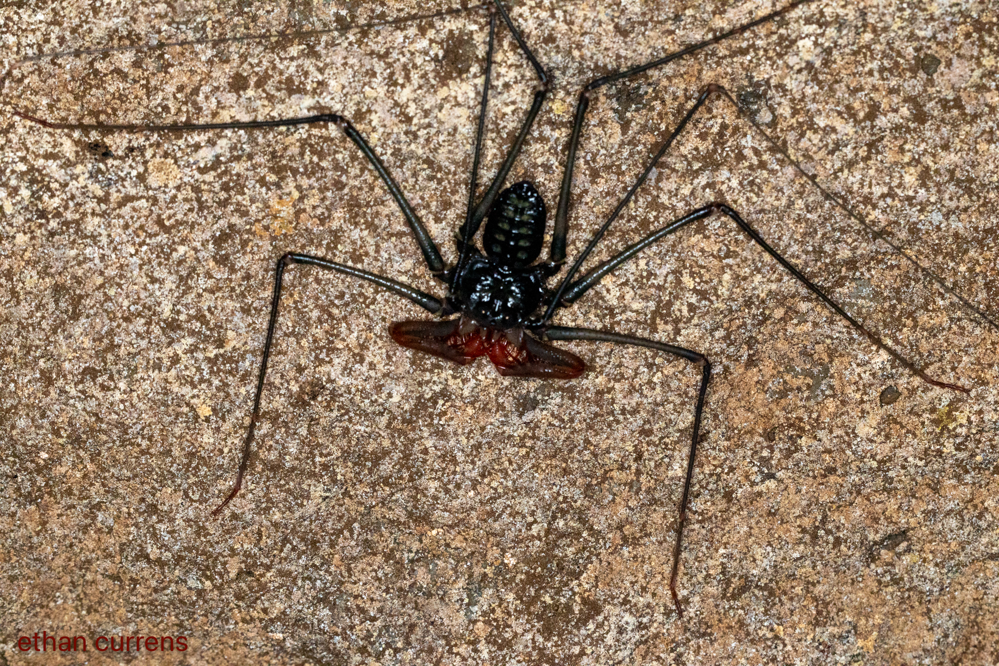 Heterophrynus batesii (Butler, 1873)