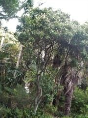 Buckinghamia celsissima