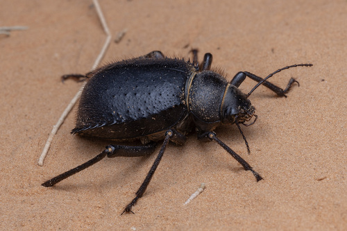 Urchin Beetle