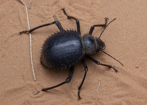 Urchin Beetle
