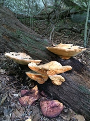 Aurantiporus croceus