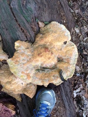 Aurantiporus croceus
