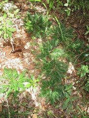 Selaginella convoluta