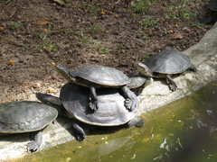 Phrynops geoffroanus