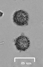 Ramsbottomia crechqueraultii